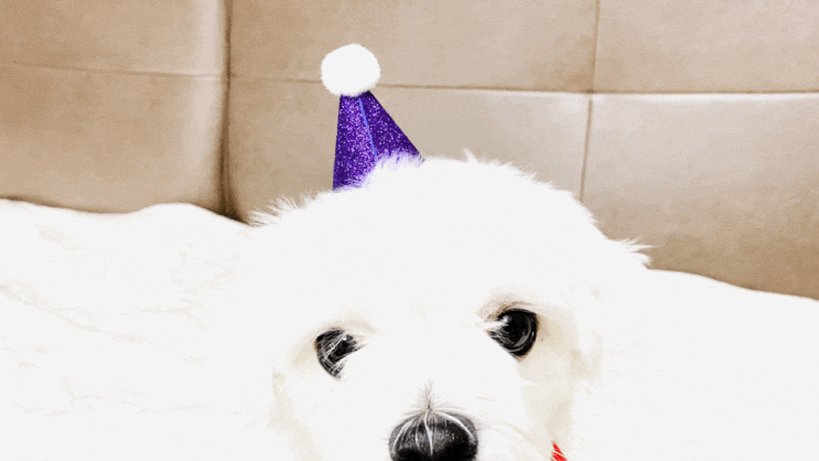 헤이즐의 우당탕턍 8 – 강아지 생일 파티세트로 턍이 생일파티 초대 합니다