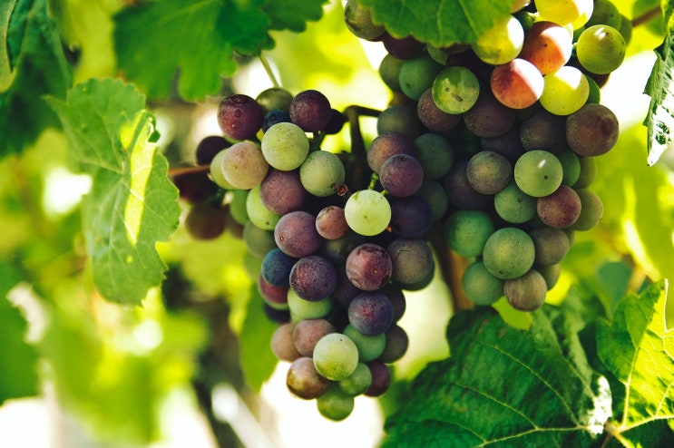 과수재배기능사 Craftsman Fruit Cultivation 과수재배기능사 Craftsman Fruit Cultivation