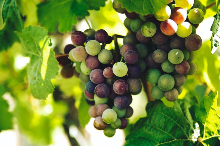 과수재배기능사 Craftsman Fruit Cultivation