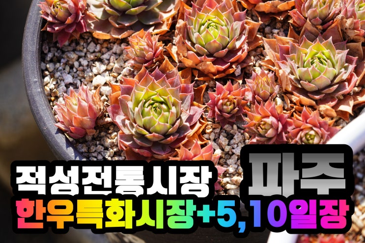  파주여행에서 빼놓을 수 없는 적성전통시장과 한우점심