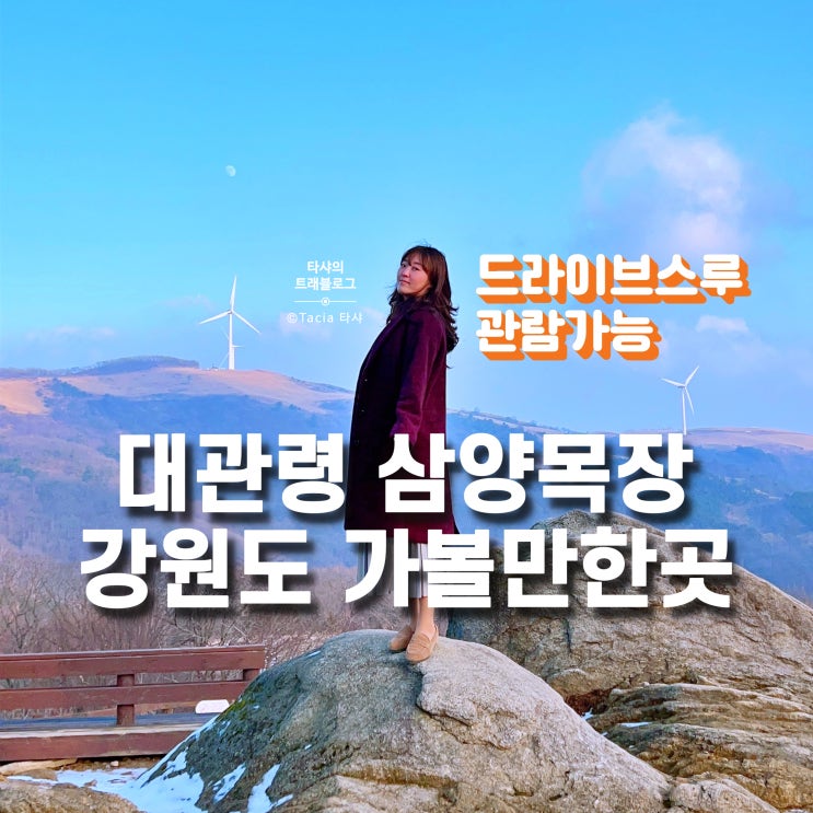  대관령 삼양목장 드라이브스루 - 강원도 평창 가볼만한곳