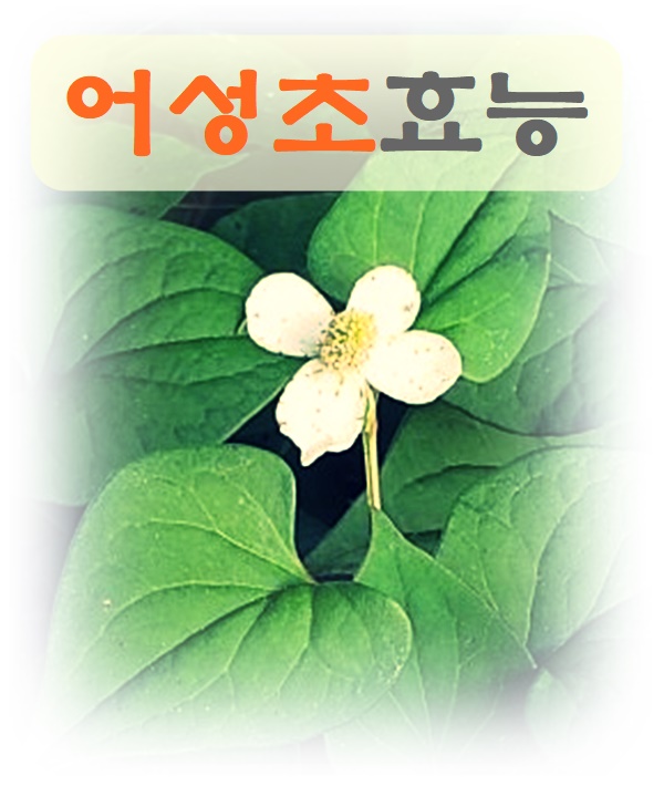  어성초 효능 다양한 거 알고 계셨나요