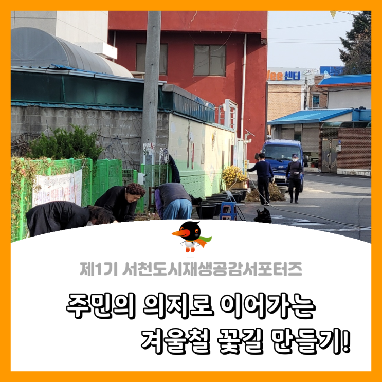 [서천군도시재생공감서포터즈단] 주민의 의지로 이어가는 겨울철 꽃길 만들기!