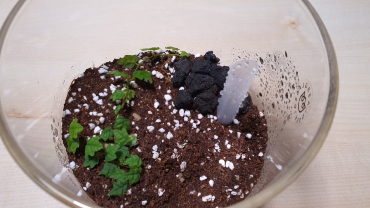 홈가드닝 테라리움 만들기 제주애기모람 키우기 How to Grow Miniature Oakleaf Fig (feat 생명나무농장 카페)