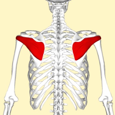 [이수역필라테스] 어깨관절을 안정 시키기 위한 근육은? -  회전근개(Rotator cuff) 관련 편