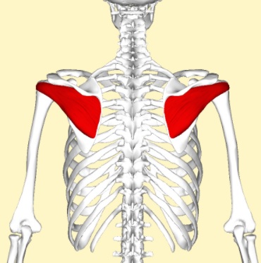 [이수역필라테스] 어깨관절을 안정 시키기 위한 근육은? -  회전근개(Rotator cuff) 관련 편