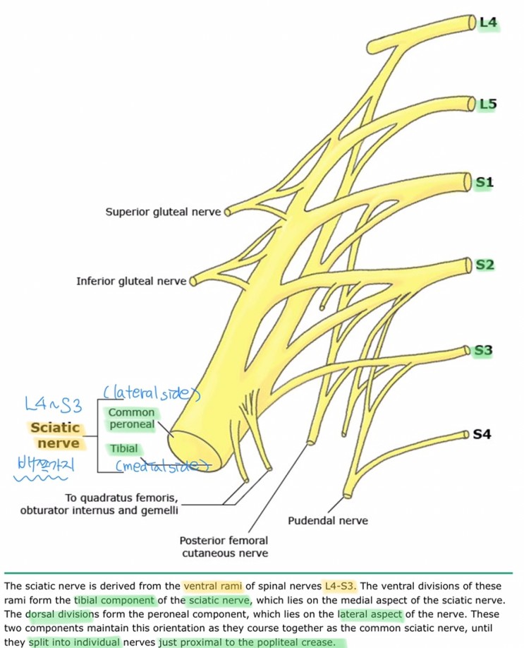 popliteal sciatic nerve block 좌골신경차단 : 해부학, 적응증, 시술방법, 초음파, nerve stimulator, 국소마취제 용량에 대하여.