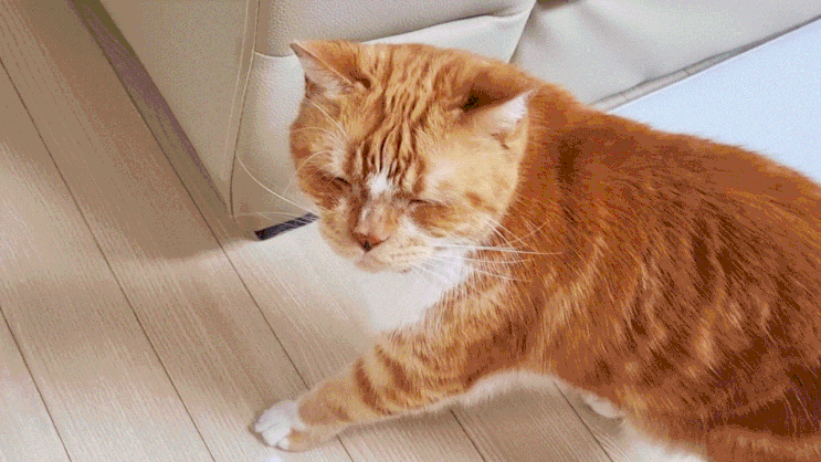  고양이 알러지 여러 가지 증상과 최소한의 대처법