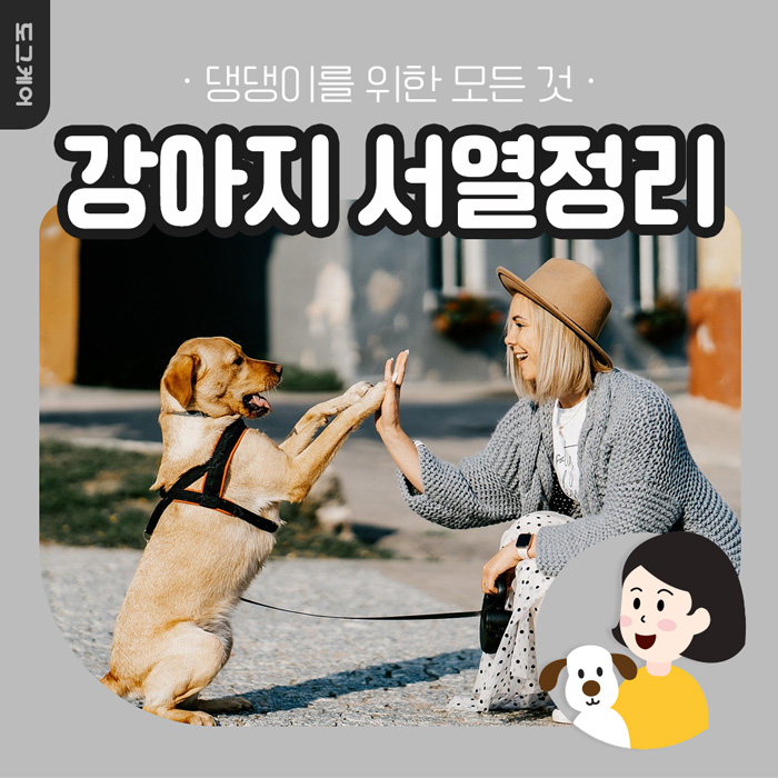  강아지 서열정리하는 이유? 서열정리 방법 도그케어
