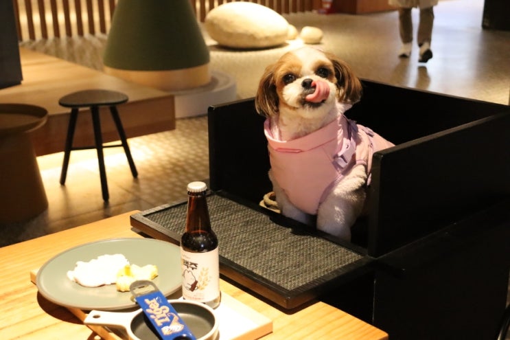  강원도 애견동반호텔 홍천 소노펫클럽앤리조트 클룩 윈터패키지 후기