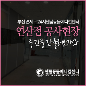  24시센텀동물메디컬센터 연산점 중간 둘러보기 (부산 연제구 연산역 2번 출구 진도빌딩)
