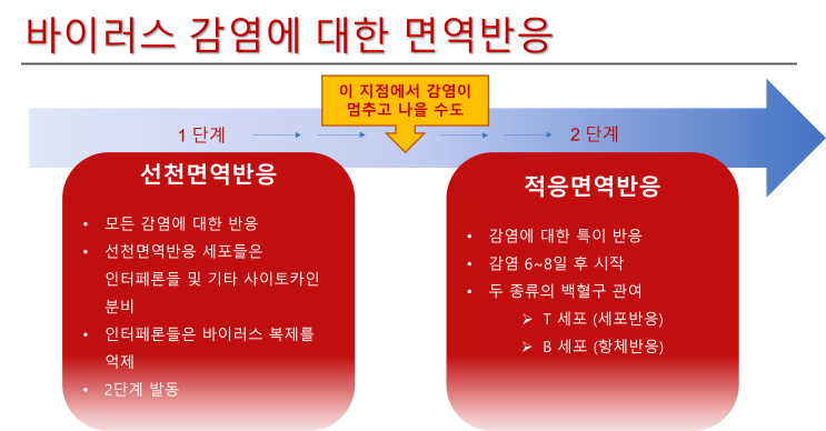  코로나 감염 후 면역반응, 백신 접종 후 면역반응, 그리고 우리 몸의 면역력이란 대체 무엇일까요?