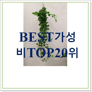  가성비 넝쿨식물  가성비 너무 좋네요