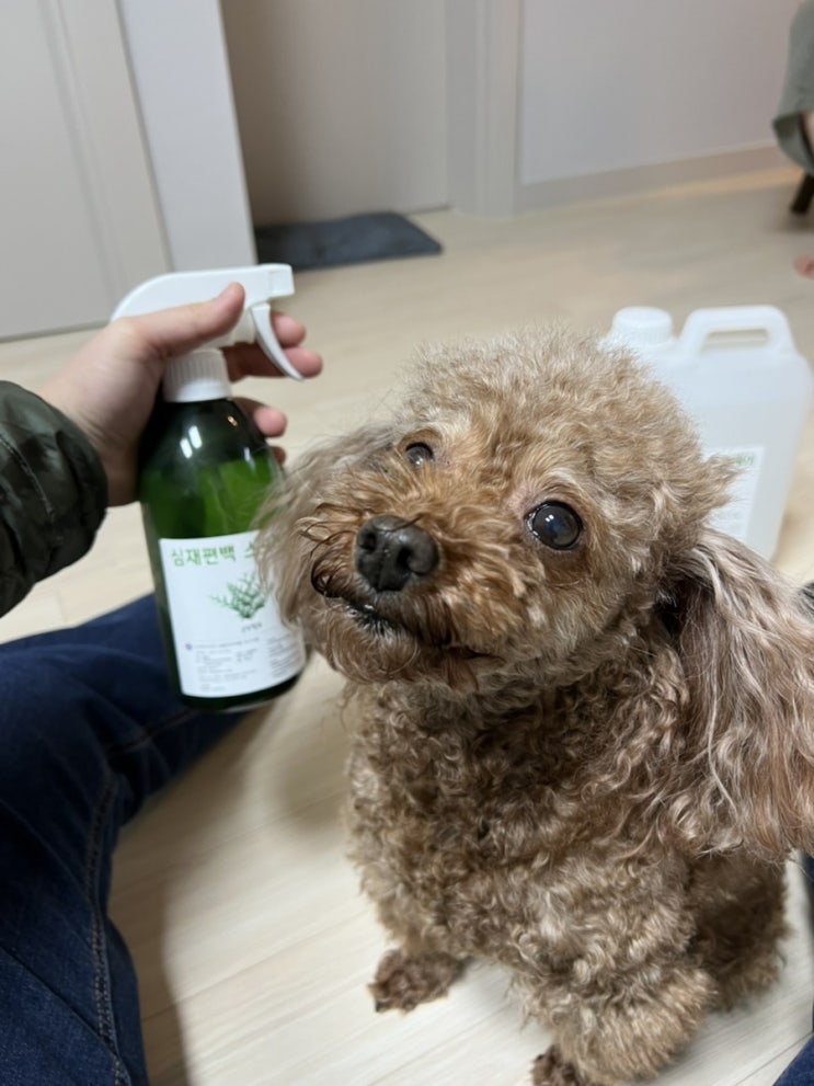  우리 소중한 반려견을 위한 강아지탈취제! 강아지오줌냄새 이젠 안녕~ '순수팜 심재편백 스프레이' 리뷰