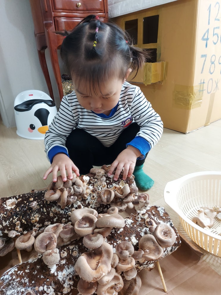  집콕 자연학습: 무농약 버섯 키우기 (29개월)