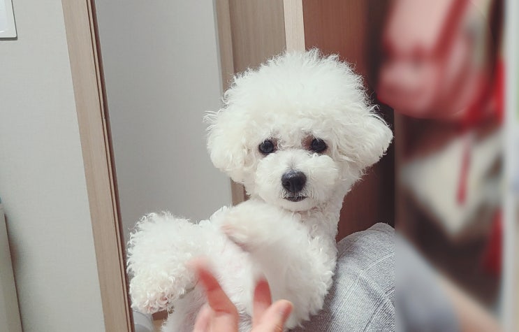  우리집 귀염둥이 구름이 장기자랑~️