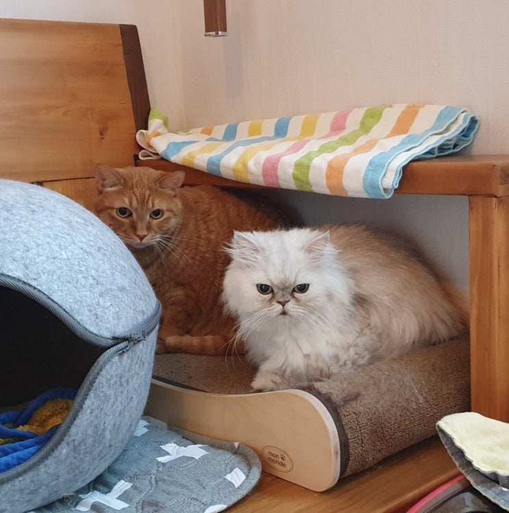 [리뷰] 파이보(FIBOR) 식이섬유 설사변비 보조제 리뷰