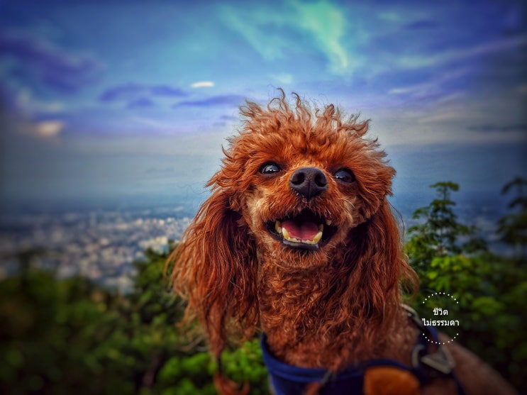  [치앙마이] 스쿠터로 애견동반 도이수텝 야경 보러가기