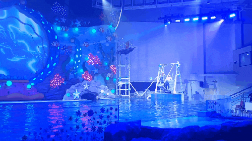 제주 아쿠아 플라넷 오션 아레나 공연까지 즐기기