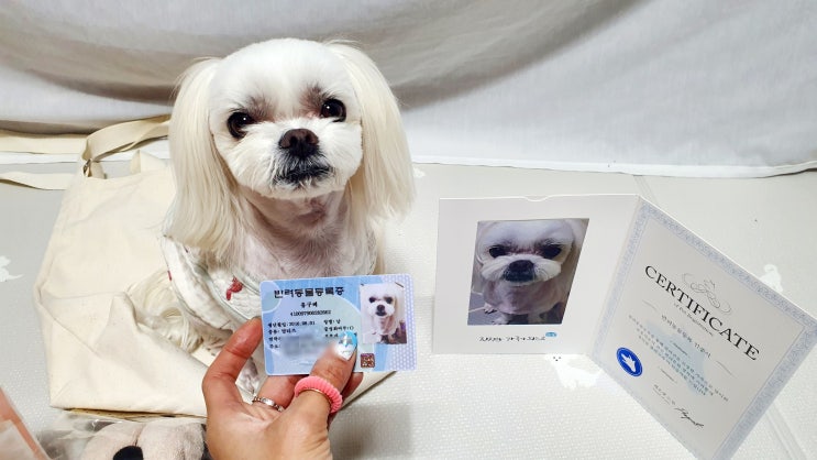  반려동물등록개민증 페콩칩실속패키지