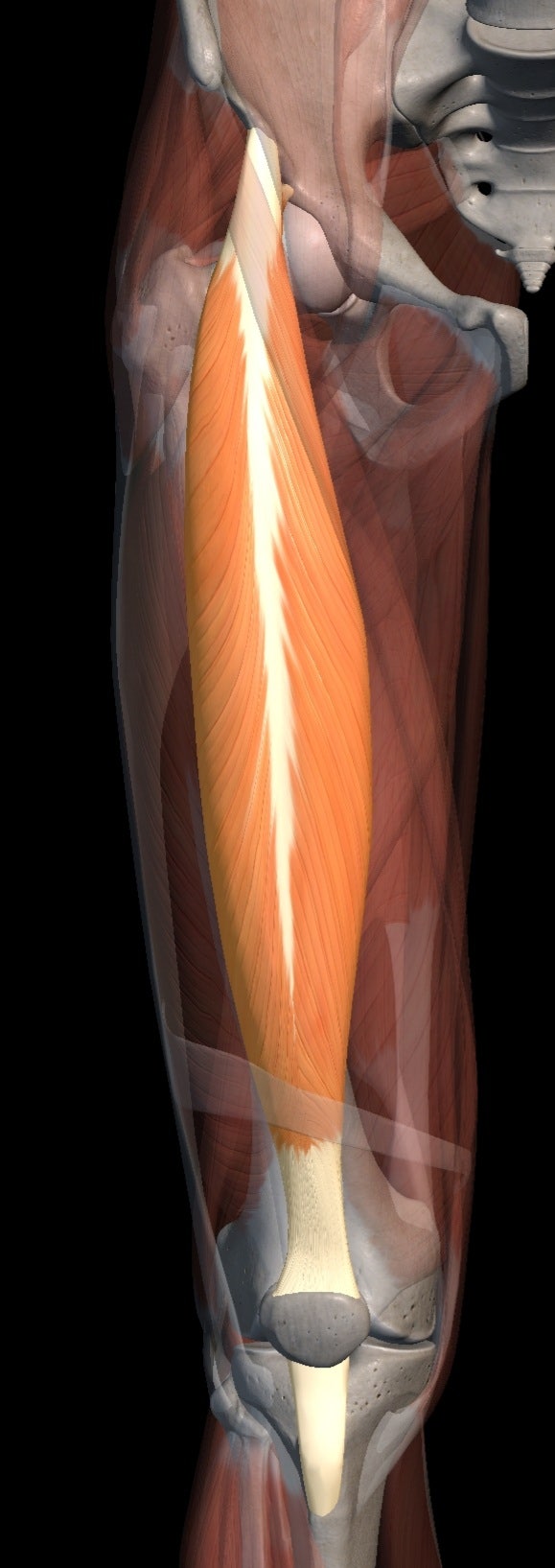 Quadriceps Femoris(대퇴사두근, 넙다리네갈래근) : Rectus femoris, Vastus Medialis ...