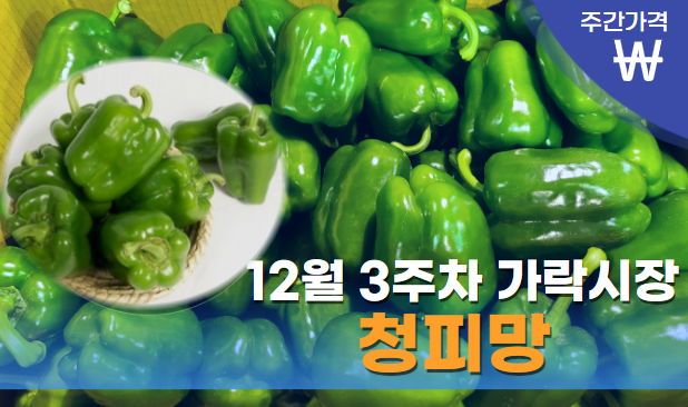  [경매사 주간보고] 12월 3주차 가락시장 청피망 경매동향 궁금하시죠?