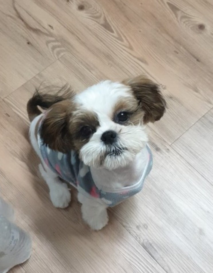  강아지 키우는 비용, 현실적으로 계산해 봄(시츄)
