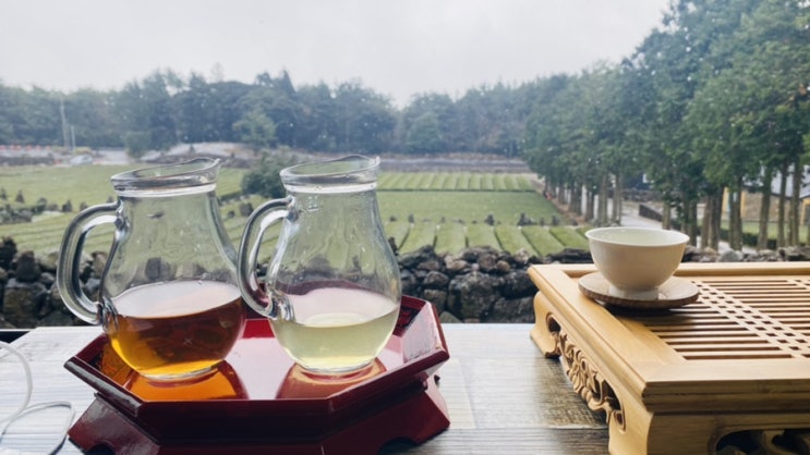 제주 녹차밭 숨은 명소 서귀다원