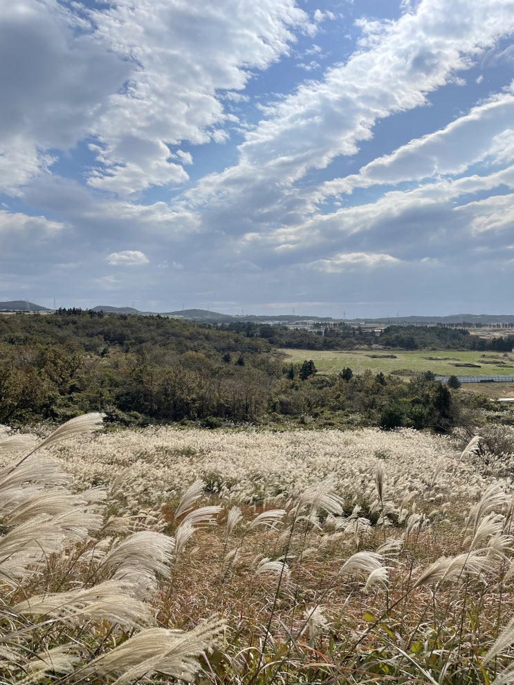 [제주도 일주일살기-6]제주도 대표 관광지 새별오름