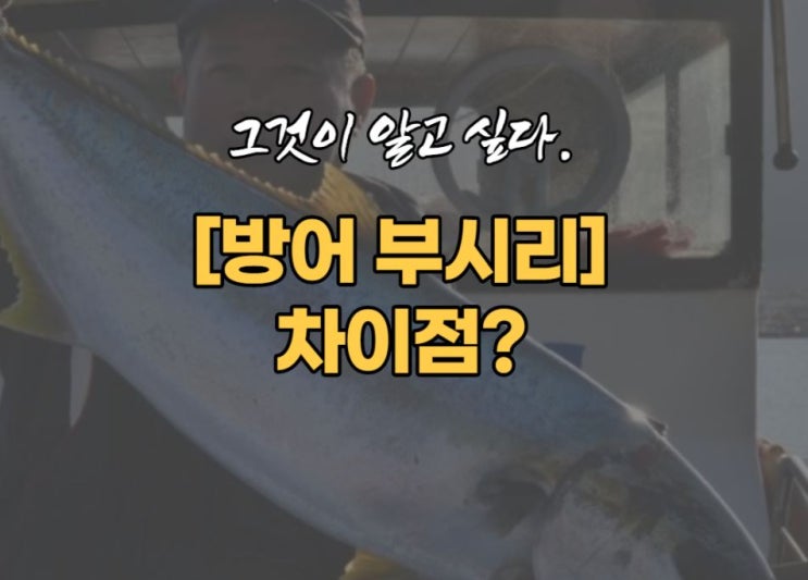  방어 부시리 차이점 꼭 알아두세요~