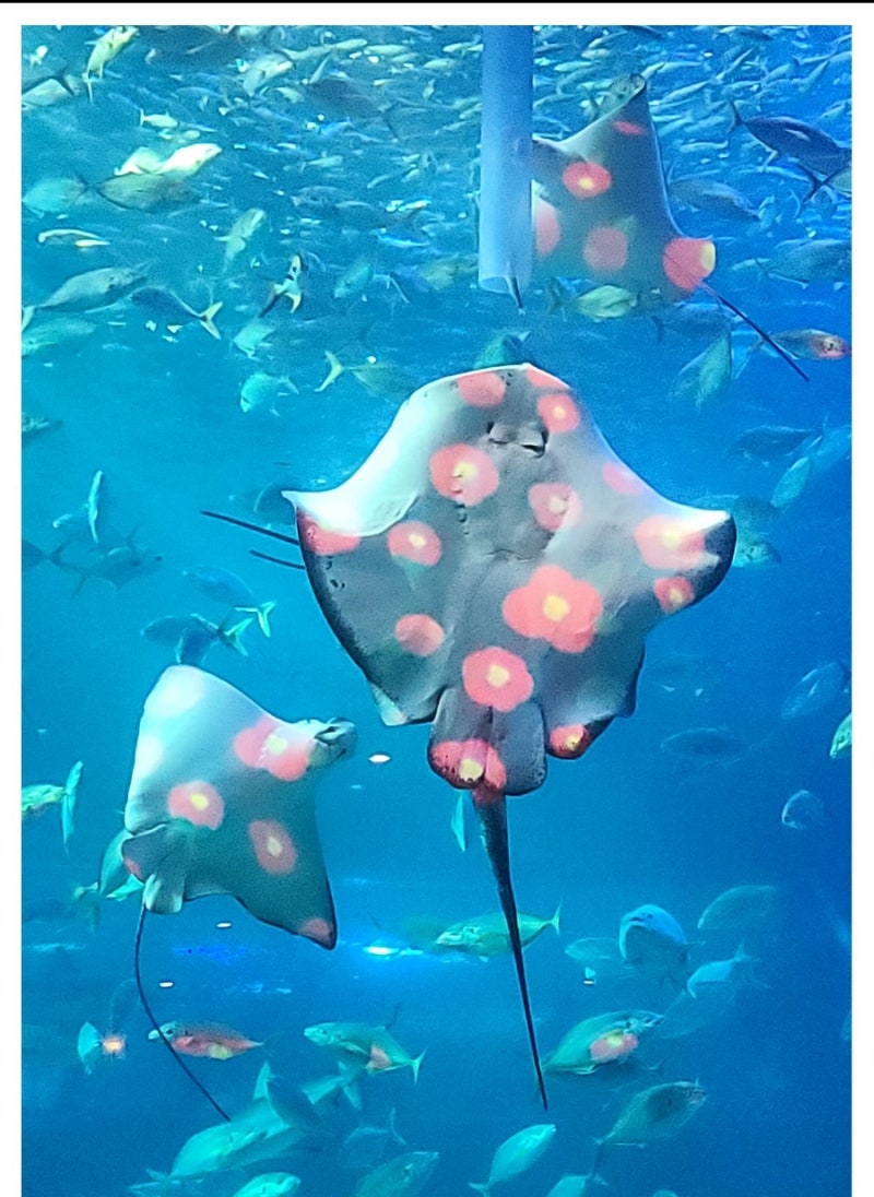 제주도 성산 아이와 가볼만한곳 실내관광지 제주 아쿠아플라넷 할인 : 네이버 블로그 제주도 성산 아이와 가볼만한곳 실내관광지 제주 아쿠아플라넷 할인 : 네이버 블로그