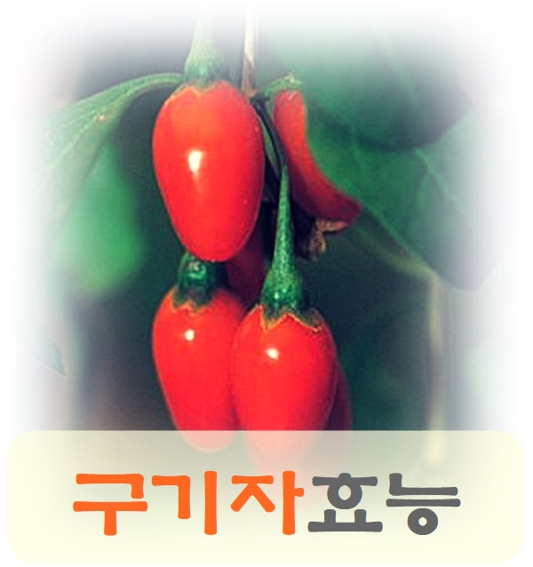  구기자 효능 다양한 거 알고 계셨나요
