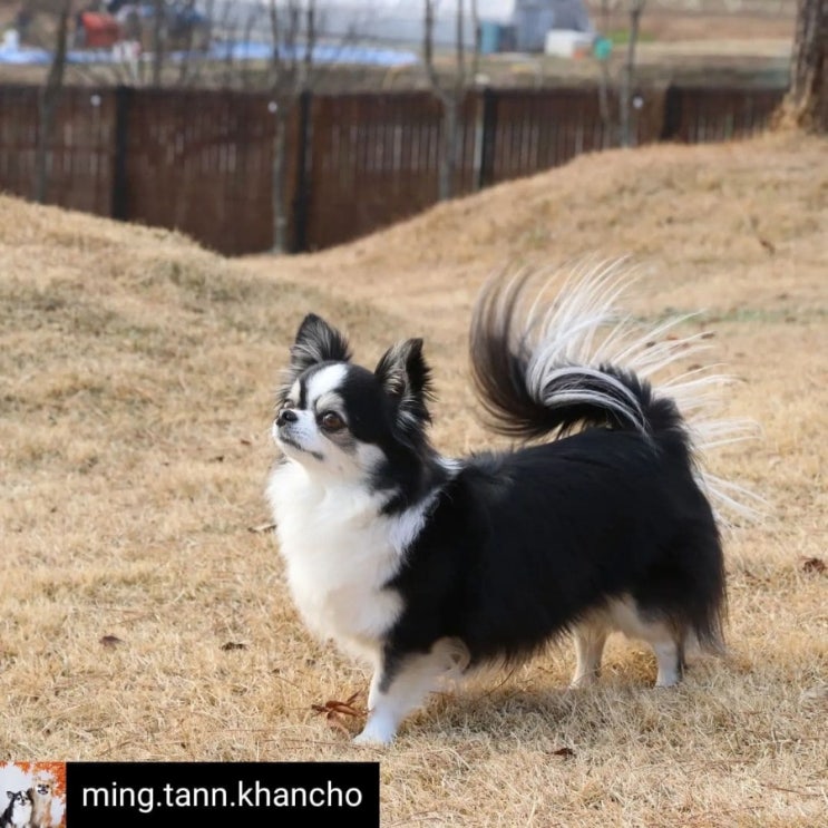  블랙탄 장모치와와 '칸쵸'