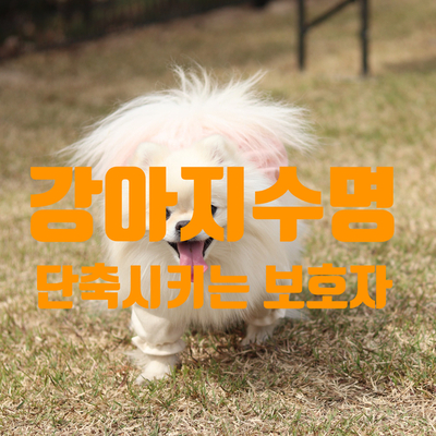  강아지 수명 단축시키는 보호자의 행동