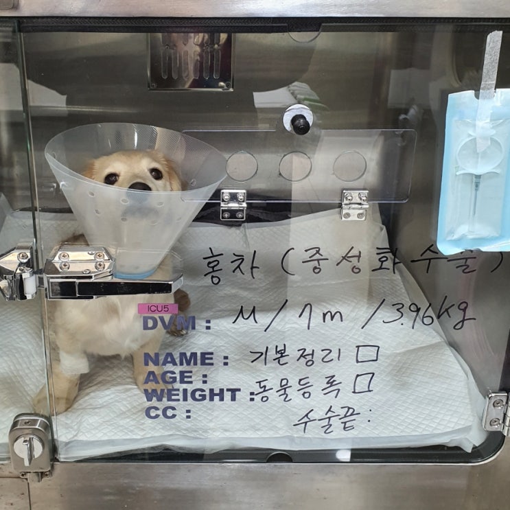 강아지 중성화 수술 후기 / 강아지 중성화 꿀팁과 비용