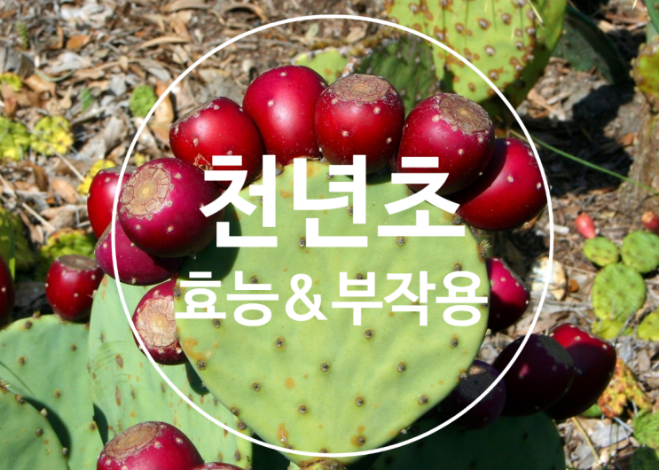 천연초, 천년초 효능과 부작용/천년초즙으로 먹으면 편함