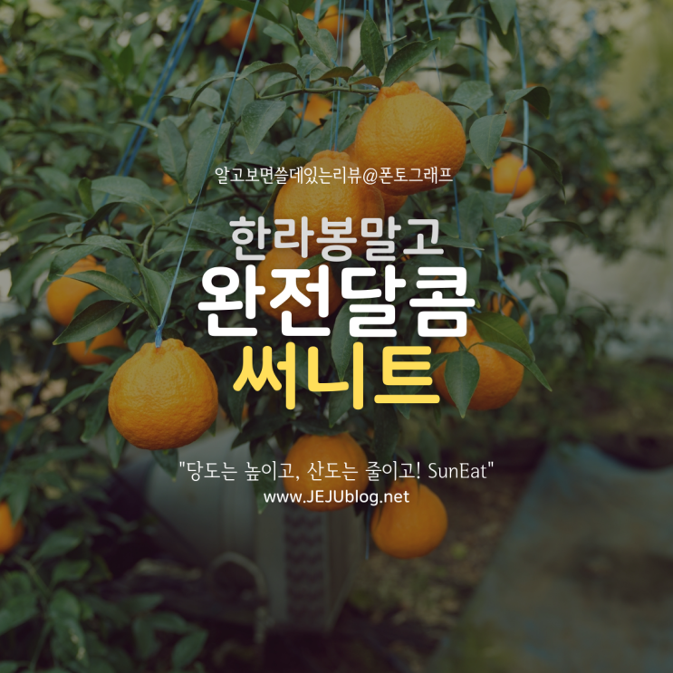  한라봉 보다 더 달콤~ 써니트! 제주감귤 한라봉 당도 높은 신품종 써니트 Sun eat GoGo~