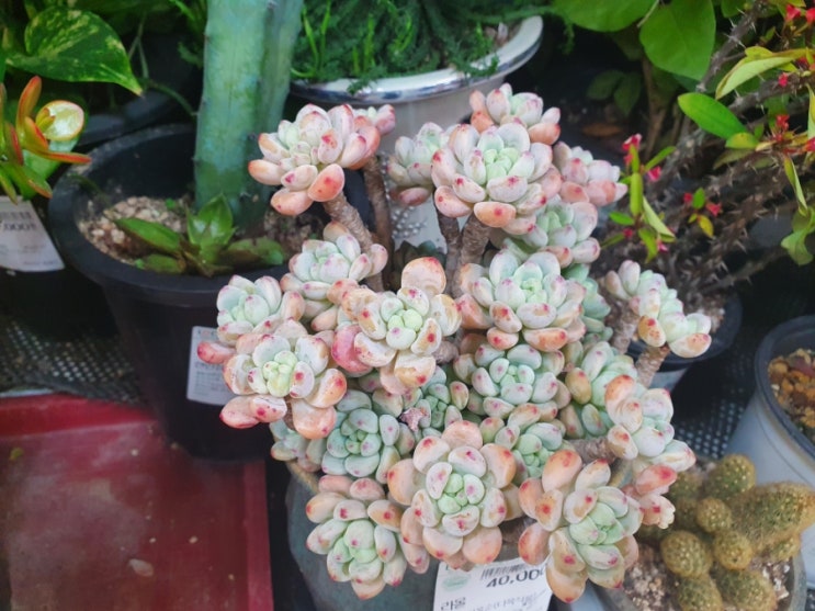  안산시 반월농협 로컬푸드 다육이 식물 알아보기
