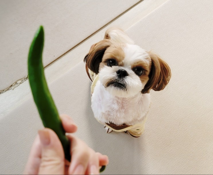  강아지 고추 먹으면 정말 위험해요