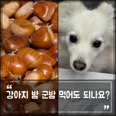 강아지 밤 견과류 군밤 생밤 주지 말고 삶은밤 주세요 함께 먹으면 안되는 음식