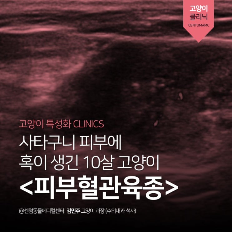  10살 고양이 피부혈관육종 (부산 고양이 종양 전문진료 동물병원, 센텀동물메디컬센터 수영점)