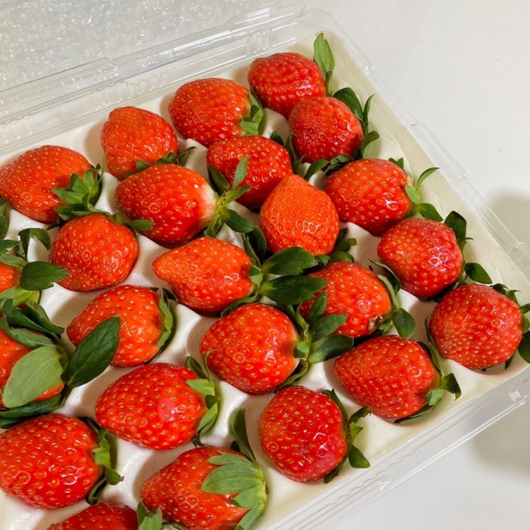 [베리원팜] 겨울에 먹는 달콤하고 맛있는 딸기
