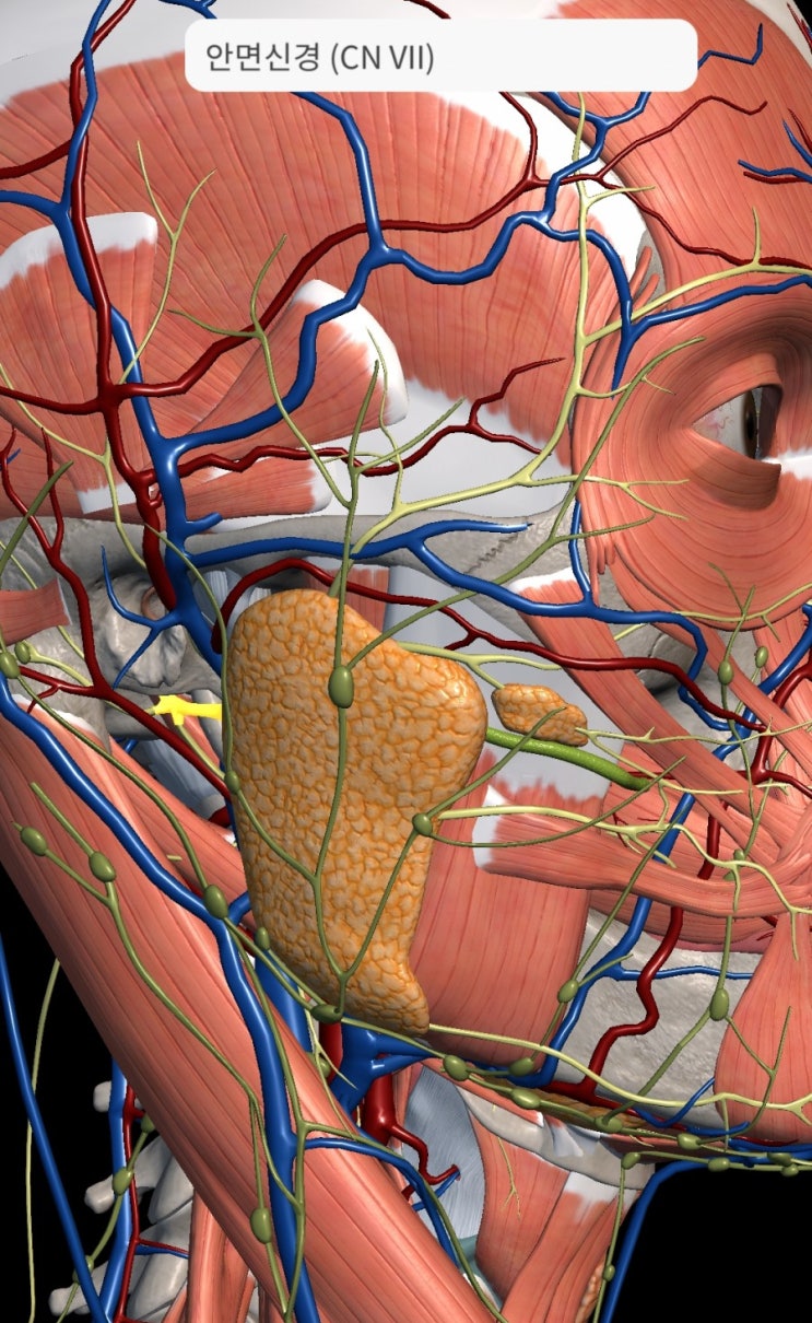  안양 구안와사, 안면신경마비 에서 가장 흔한 벨마비(Bell's palsy)에 대해서, 안면신경의 지배영역들