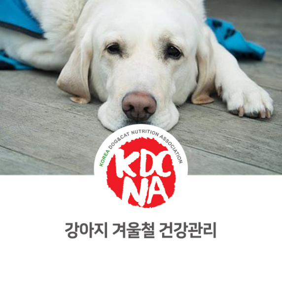  이지안 펫영양사가 알려주는 겨울철 강아지 건강 관리_951 [한국반려동물영양협회/전주애견수제간식/반려밥상/강아지자연식/펫베이커리/펫푸드자격증/익산/곡성/화순/나주/군산]