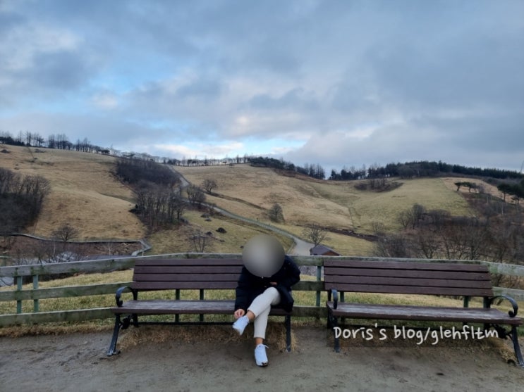  [강원/평창] 대관령 양떼목장 | 목장산책, 건초주기 체험
