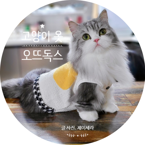 핸드메이드옷으로 유명한 오뜨독스 고양이옷 추천합니다(feat. 먼치킨고양이옷 )