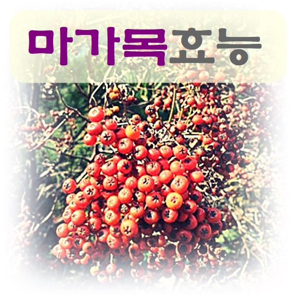  마가목 효능 생각보다 다양해요