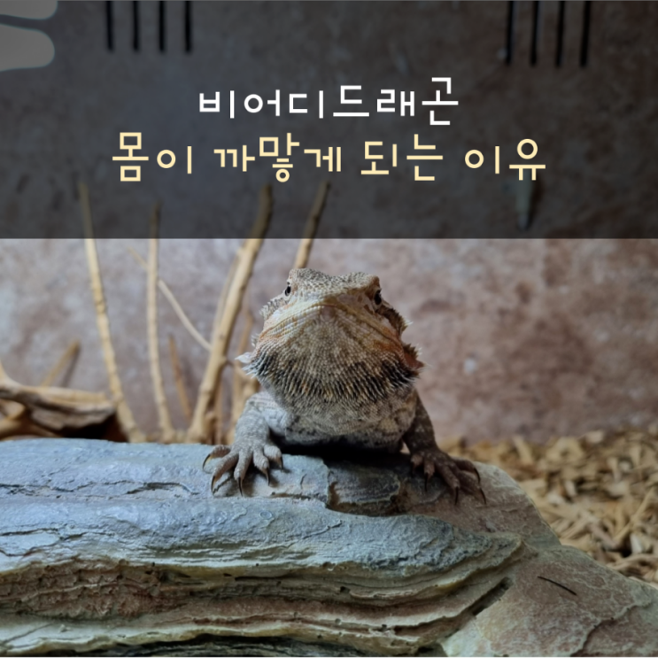  비어디드래곤의 몸이 까맣게 되는 이유(스트레스 마크)