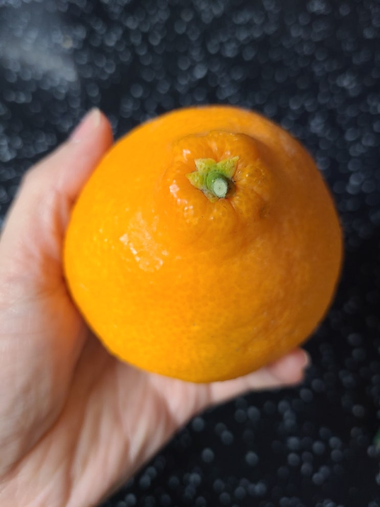  맛있는 제주황금향은 지금이 제철! 부가네농장