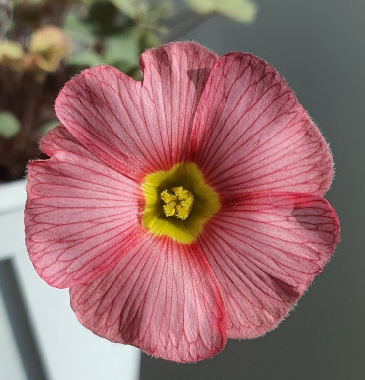  사랑초 18호 ~, Oxalis. Obtusa.Rose